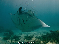 Another one of Coral Bay's majestic Manta's by Joe Daniels 